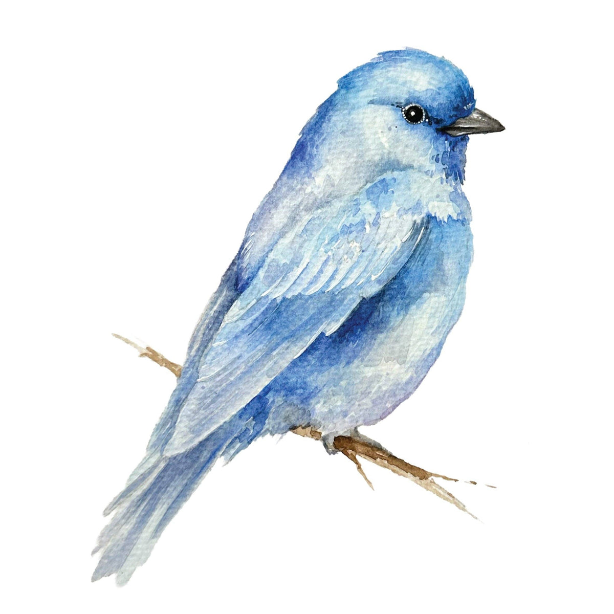 Beautiful Birds Watercolor Workbook by Willow Wolfe